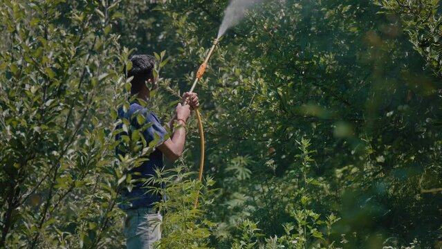 overhead shot of a young Indian Asian male farmer spraying pesticides or chemical fertilizers on apple trees or crops in an open field in a afternoon sunny daylight. agriculture and farming concept