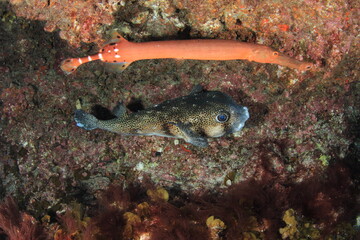 trumpet fish accompanied by spotted fish with big eyes at the bottom of the cave

