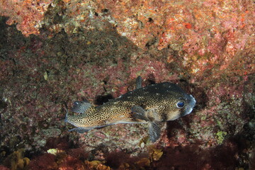spotfin burrfish attached to the wall at the bottom of the cave with part of the sandy bottom