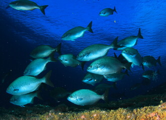 Fototapeta na wymiar Group of silver fish swimming in their marine environment in mid-water ensuring the protection of the group