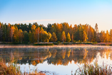 autumn in the forest