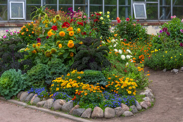 Luxurious heads of decorative cabbage on a flower bed among flowering plants