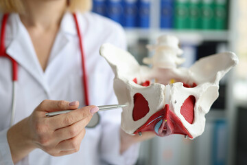 Doctor traumatologist demonstrating bones of pelvis to students in clinic closeup