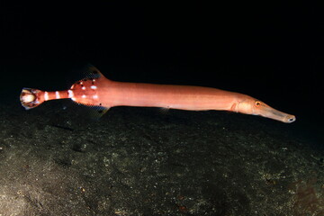 Trumpet fish swimming calmly in its marine habitat, while waiting for prey to appear