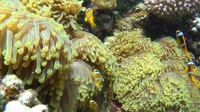 Magnificent anemone (Heteractis magnifica) and anemonefish fishes. Red Sea, Egypt. Slow motion