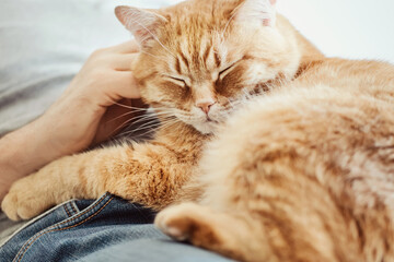 Big red cat lie on the man. Male hands stroking purring cat. Selective focus on cat's muzzle