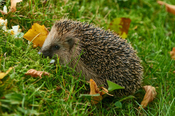 Junger Igel im Herbst	