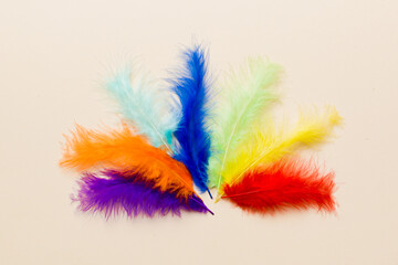 background of brightly colored dyed bird feathers on Colored background, top view. Copy space