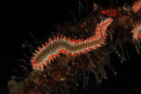fireworm of intense colors of orange white and red tones in its natural habitat on the seabed surrounded by algae