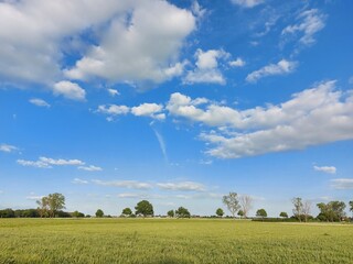 Frühlingslandschaft mit Laubbäumen. Die Zweige des Baumes belaubt. Die Früchte blühen mit...