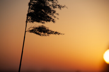 plant with orange sunset 
zachód słońca