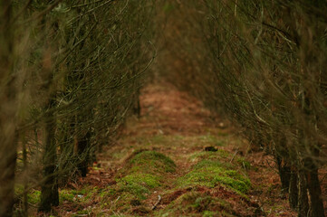 leśna ścieżka wśród młodych drzew
path in forest