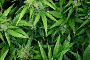 Marijuana or cannabis bush with green leaves and buds