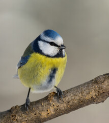 Eurasian blue tit (Cyanistes caeruleus) perched on a tree branch.