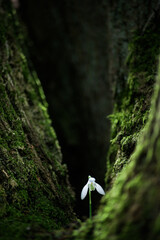 Lonely Snowdrop Flower