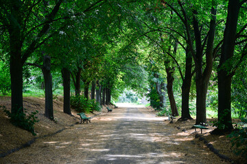 Alley of green trees in the park.	