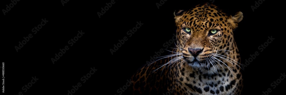 Canvas Prints leopard with a black background