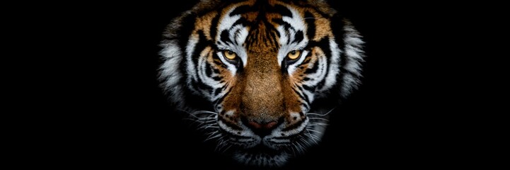 Obraz premium Tiger with a black background
