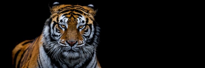 Fototapeta premium Tiger with a black background