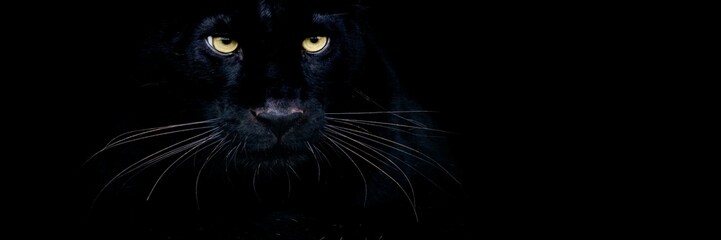 Black panther with a black background © AB Photography