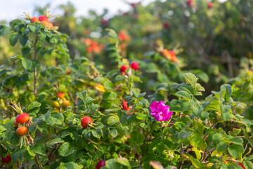 gardening, botany and flora concept - dogrose bush with berries and blooms at summer garden