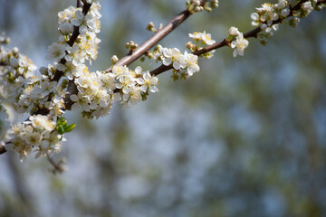 Fluffy blooming sakura twig on a background of flowering trees on a clear spring day: a place for text, spring tabloid