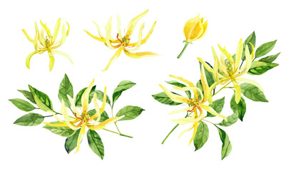Fototapeta na wymiar Watercolor hand painted ylang ylang branch and flowers. Watercolor illustrations isolated on white background, aromatherapy, essential oils