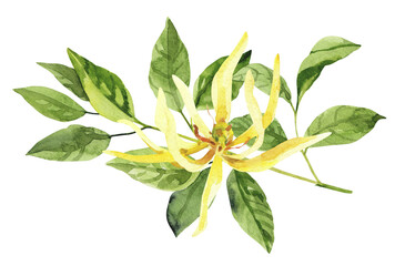 Watercolor hand painted ylang ylang branch and flowers. Watercolor illustrations isolated on white background, aromatherapy, essential oils