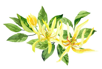 Watercolor hand painted ylang ylang branch and flowers. Watercolor illustrations isolated on white background, aromatherapy, essential oils