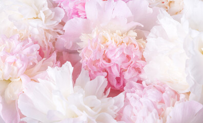 Romantic banner, delicate white peonies flowers close-up. Fragrant pink petals