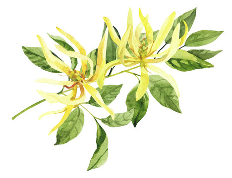 Watercolor hand painted ylang ylang branch and flowers. Watercolor illustrations isolated on white background, aromatherapy, essential oils