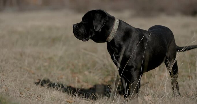 side view of cute cane corso dog with collar looking to side, panting and sticking out tongue while standing in nature