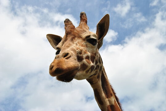 Giraffe. Giraffe against the sky. © Anton