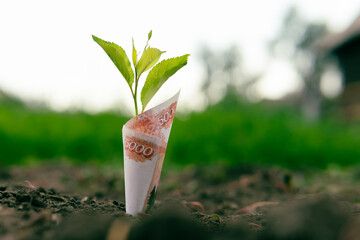 ruble bill is planted in the ground. concept of profitability from agriculture, crop production and...