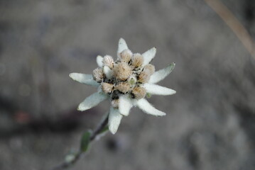 Edelweiss. Mountain flower Edelweiss. Red book plant.