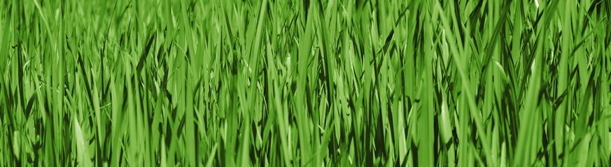 Fototapeta na wymiar Abstrakter Hintergrund Grün, Dunkelgrün, Hellgrün, Textur Gras, Rasen, Grashalme