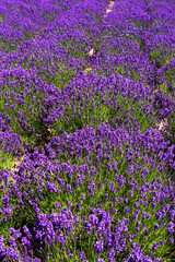 Naklejka premium 北海道7月・ファーム富田のラベンダー畑