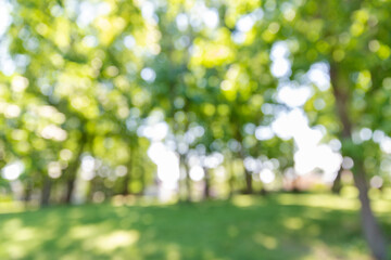 nature, background and environment concept - blurred summer park or garden