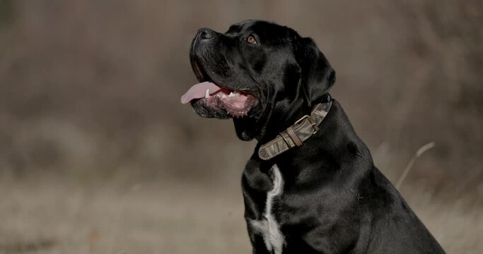 beautiful cane corso dog in a side view pose sticking out tongue and looking up while panting and sitting outdoors on grass