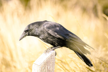 crow in the park