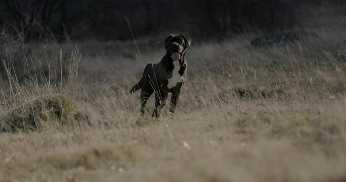 adorable black cane corso puppy being outside in nature, looking around while panting and sticking out tongue