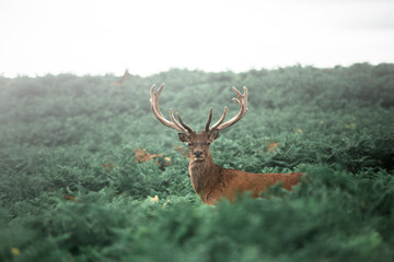 Deer in the foggy Bracken