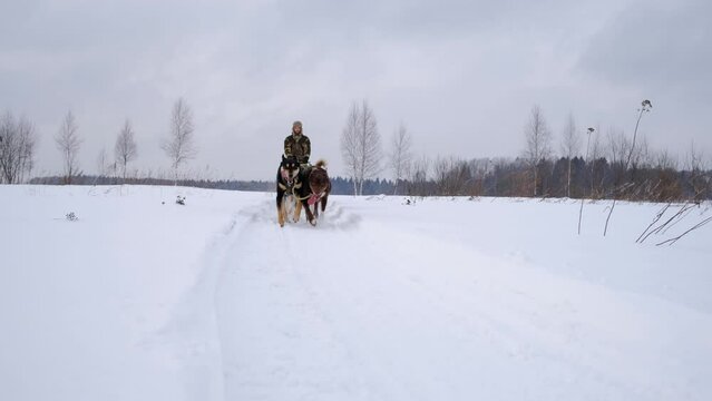 4K footage slow motion. Musher white man in hat with earflaps drives sleds and dogs of Alaskan Husky breed. Race sled dog competitions in snowy winter. Strong hardy sports dogs. Front view.