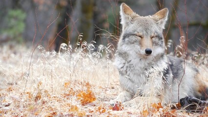 Wild furry wolf, gray coyote or grey coywolf, autumn forest glade, Yosemite national park wildlife, California fauna, USA. Portrait of hybrid dog like animal lying down on grass. Face, head and eyes.