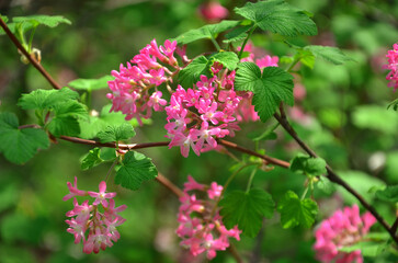 Red-flowering Currant bush -Ribes sanguineum. Spring blooming bush flowers at the garden.Close up photo.