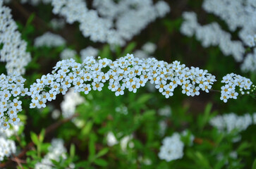 Spring blooming.Tiny white flowers with yellow stamens  are blooming at the bush in the garden.Close up photo.
