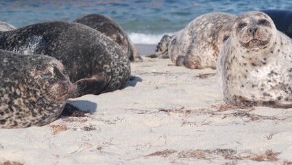 Fototapeta premium Cute wild spotted fur seal, pacific harbor sea lion resting, sandy ocean beach, La Jolla wildlife, California coast, USA. Young marine animal crawling in freedom or natural habitat bysea water waves.