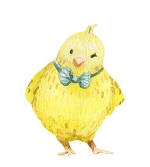 Funny little chick in bow-tie watercolor illustration on white background.