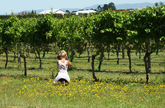 Caucasian white blonde woman taking grapes photos in green vineyard background. Woman enjoying scenic view of vineyard. Tuscany. New Zealand vineyard 
