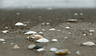 Fototapeta na wymiar Sea coast with a shells.